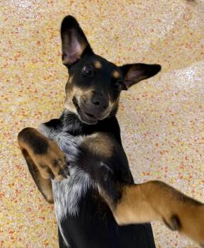 Mary Jane -  Manchester Terrier Dog for Adoption - Mary Jane | PetCurious