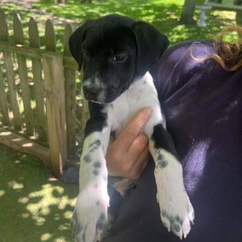 Callaway -  Mixed Breed Dog for Adoption in Hampton Bays, New York - Callaway | PetCurious