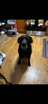 Russ -  Black Labrador Retriever Dog for Adoption in Egg Harbor City, New Jersey - Russ | PetCurious