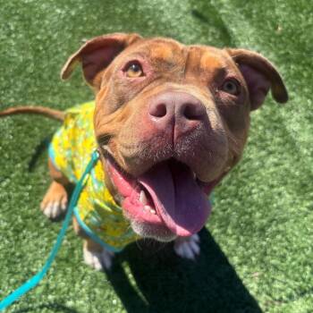 Juno -  American Staffordshire Terrier and Mixed Breed Dog for Adoption in St. Peters, Missouri - Juno | PetCurious