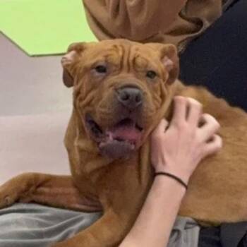 Mixed Breed Dogs Available for Adoption - Squish | PetCurious