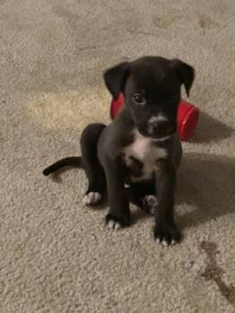 Rescue Mixed Breed Dogs for Adoption in Atlanta, Georgia - Cheesecake-ADOPTED | PetCurious