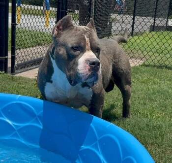 HANK -  American Bulldog Dog for Adoption in Lynn Haven, Florida - HANK | PetCurious
