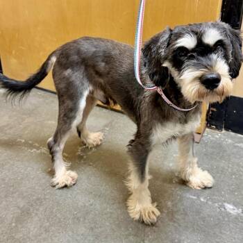 Gunther 07-1308 -  Miniature Schnauzer and Mixed Breed Dog for Adoption in Tyrone, Georgia - Gunther 07-1308 | PetCurious