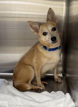 Norah -  Chihuahua and Pomeranian Dog for Adoption in Pawleys Island, South Carolina - Norah | PetCurious
