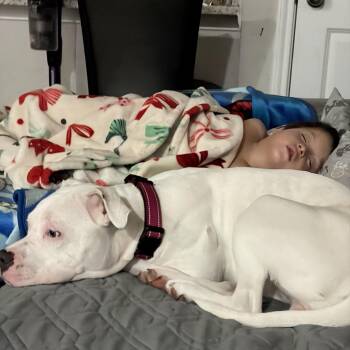 Maggie -  Bulldog Dog for Adoption in Mico, Texas - Maggie | PetCurious