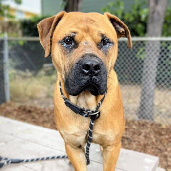 Rescue Mixed Breed Dogs for Adoption in Oakland, California - Submarine | PetCurious