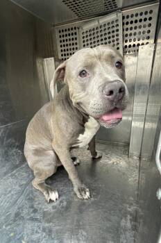 Boi -  Pit Bull Terrier Dog for Adoption in Victorville, California - Boi | PetCurious