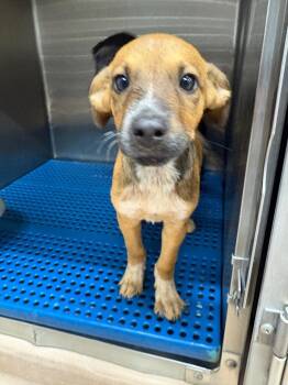 Mister Macaroni -  Affenpinscher Dog for Adoption in Nacogdoches, Texas - Mister Macaroni | PetCurious