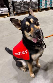Charlie -  Shepherd and Husky Dog for Adoption in Madison Heights, Michigan - Charlie | PetCurious