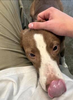 Kelly -  Hound Dog for Adoption in Louisville, Illinois - Kelly | PetCurious