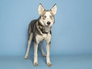 Siberian Husky Dogs Available for Adoption in Phoenix, Arizona - IRIS | PetCurious
