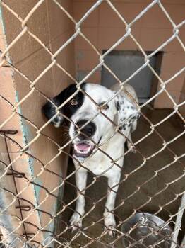 Clifford -  Hound Dog Available for Adoption in Gautier, Mississippi - Clifford | PetCurious