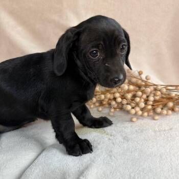 Dachshund and Shih Tzu Dogs Available for Adoption - Glitz | PetCurious