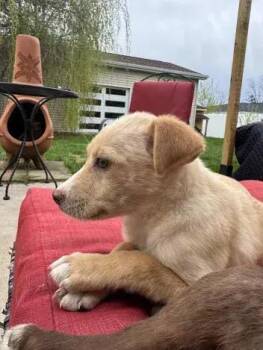 Mixed Breed Dogs Available for Adoption in Wyoming, Michigan - Zinnia | PetCurious