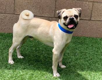 CHESTER -  Pug and Mixed Breed Dog for Adoption in Moreno Valley, California - CHESTER | PetCurious