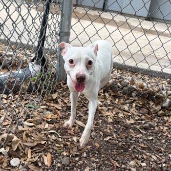 Whippet and Terrier Dogs Available for Adoption in Rockaway, New Jersey - Odette GCH | PetCurious