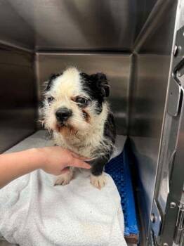 Kharter -  Terrier and Mixed Breed Dog for Adoption in Bowling Green, Kentucky - Kharter | PetCurious