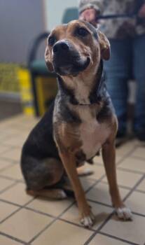 Dena -  Black And Tan Coonhound and Mixed Breed Dog for Adoption in White Cloud, Michigan - Dena | PetCurious