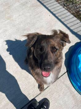 Sophie -  Collie Dog for Adoption in Lincoln Park, Michigan - Sophie | PetCurious