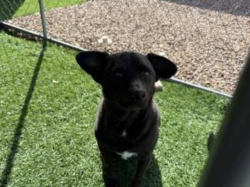 Labrador Retriever and Mixed Breed Dogs Available for Adoption in El Paso, Texas - Ozzy | PetCurious