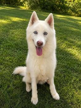 Snow -  Mixed Breed Dog for Adoption in Covington, Louisiana - Snow | PetCurious