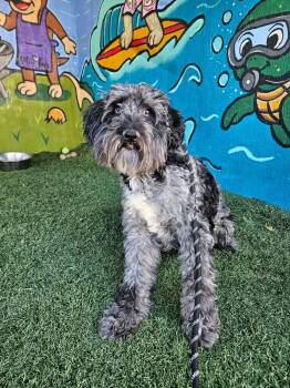BENNY -  Aussiedoodle Dog for Adoption in Vandergrift, Pennsylvania - BENNY | PetCurious