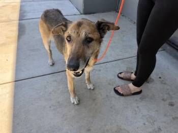 PRINCESS -  German Shepherd Dog and Mixed Breed Dog for Adoption in Ontario, California - PRINCESS | PetCurious