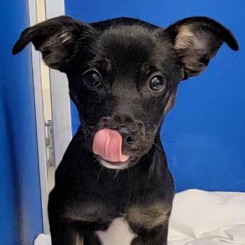 108869 -  Mixed Breed Dog for Adoption in Las Cruces, New Mexico - 108869 | PetCurious