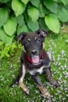 FRANKIE -  Mixed Breed Dog for Adoption in Chesterville, Ontario - FRANKIE | PetCurious