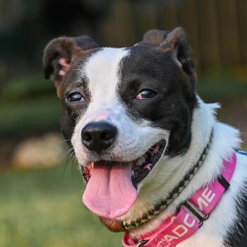 Starsky -  Terrier Dog for Adoption in Arlington Heights, Illinois - Starsky | PetCurious