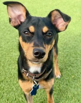 Rescue Dachshund Dogs for Adoption in Brookfield, Wisconsin - Lucy | PetCurious