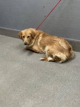 CANELA -  German Shepherd Dog Dog for Adoption in Las Vegas, Nevada - CANELA | PetCurious