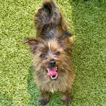 Valentina -  Cairn Terrier and Terrier Dog for Adoption in Bloomfield, Connecticut - Valentina | PetCurious
