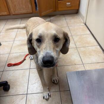 Labrador Retriever Dogs Available for Adoption in Pekin, Illinois - Sandy | PetCurious