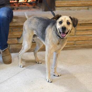 Roxie -  German Shepherd Dog Dog for Adoption in Memphis, Tennessee - Roxie | PetCurious