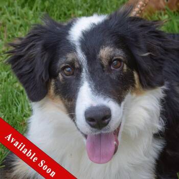 Border Collie and Australian Shepherd Dogs Available for Adoption in Huntley, Illinois - Mac | PetCurious
