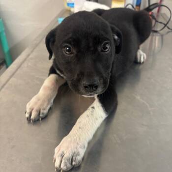 Mermaid -  Labrador Retriever Dog for Adoption in Clanton, Alabama - Mermaid | PetCurious