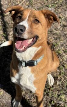 Rescue Plott Hound and Terrier Dogs for Adoption in San Antonio, Texas - Gunner | PetCurious
