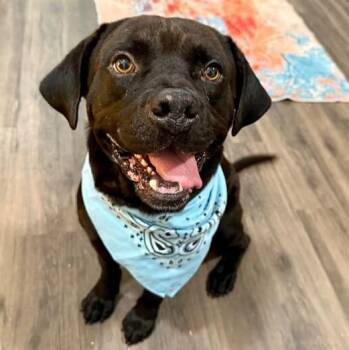Bubba Bear With The Toothless Smile -  Labrador Retriever and American Staffordshire Terrier Dog for Adoption in Friendswood, Texas - Bubba Bear With The Toothless Smile | PetCurious