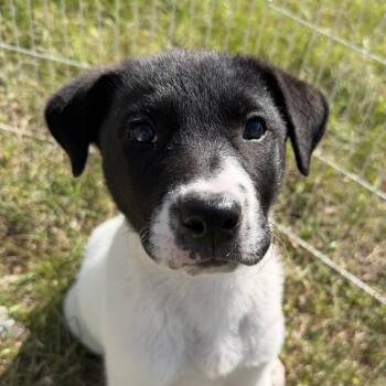 Labrador Retriever and Border Collie Dogs Available for Adoption in Sanford, North Carolina - Pepper (aka: Peppa)  | PetCurious
