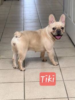Tiki -  French Bulldog Dog for Adoption in Cochran, Georgia - Tiki | PetCurious