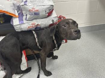 SALLY MARIE -  Pit Bull Terrier Dog for Adoption in Ocala, Florida - SALLY MARIE | PetCurious