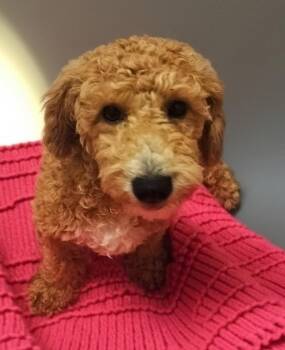 Cavalier King Charles Spaniel and Poodle Dogs Available for Adoption in Fort Myers, Florida - Dillon-4mo Old Puppy! | PetCurious