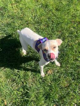 Bambi -  Chihuahua Dog for Adoption - Bambi | PetCurious