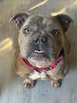 American Bully Dogs Available for Adoption in Fredericksburg, Virginia - Georgie | PetCurious