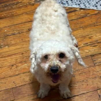 Aspen -  Bichon Frise and Poodle Dog for Adoption in Normal, Illinois - Aspen | PetCurious
