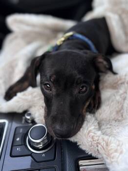 Miny -  Terrier Dog for Adoption in Oswego, Illinois - Miny | PetCurious