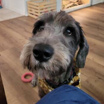 Piper Mae -  Labradoodle Dog for Adoption in Alafaya, Florida - Piper Mae | PetCurious