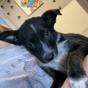Cattle Dog Dogs Available for Adoption in Casa Grande, Arizona - Fable | PetCurious